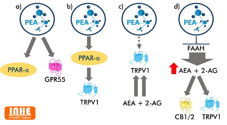 PEA with Endocannabinoid Action
