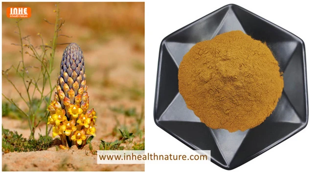 Cistanche Tubulosa and its Extract Powder