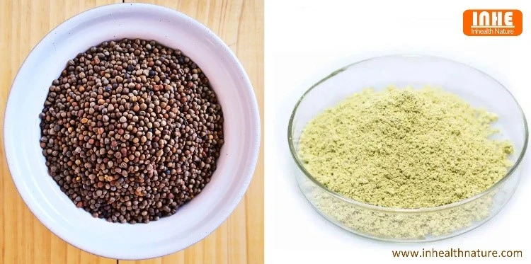 Broccoli Seeds and Broccoli Seed Extract Powder